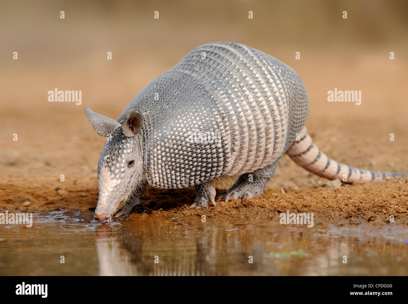 Armadillo (Armadillo Dasypodidae) at water hole in south Texas, United  States of America Stock Photo - Alamy