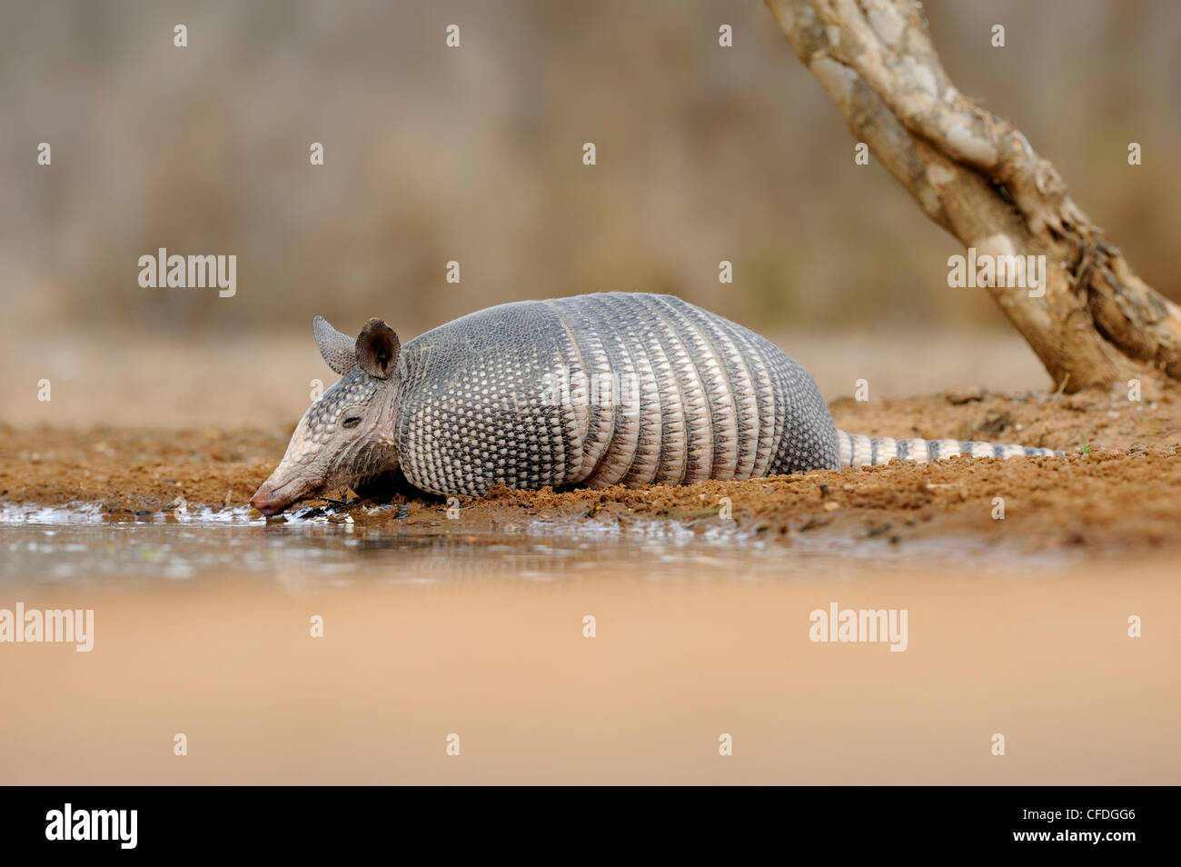 Armadillo (Armadillo Dasypodidae) at water hole in south Texas, United