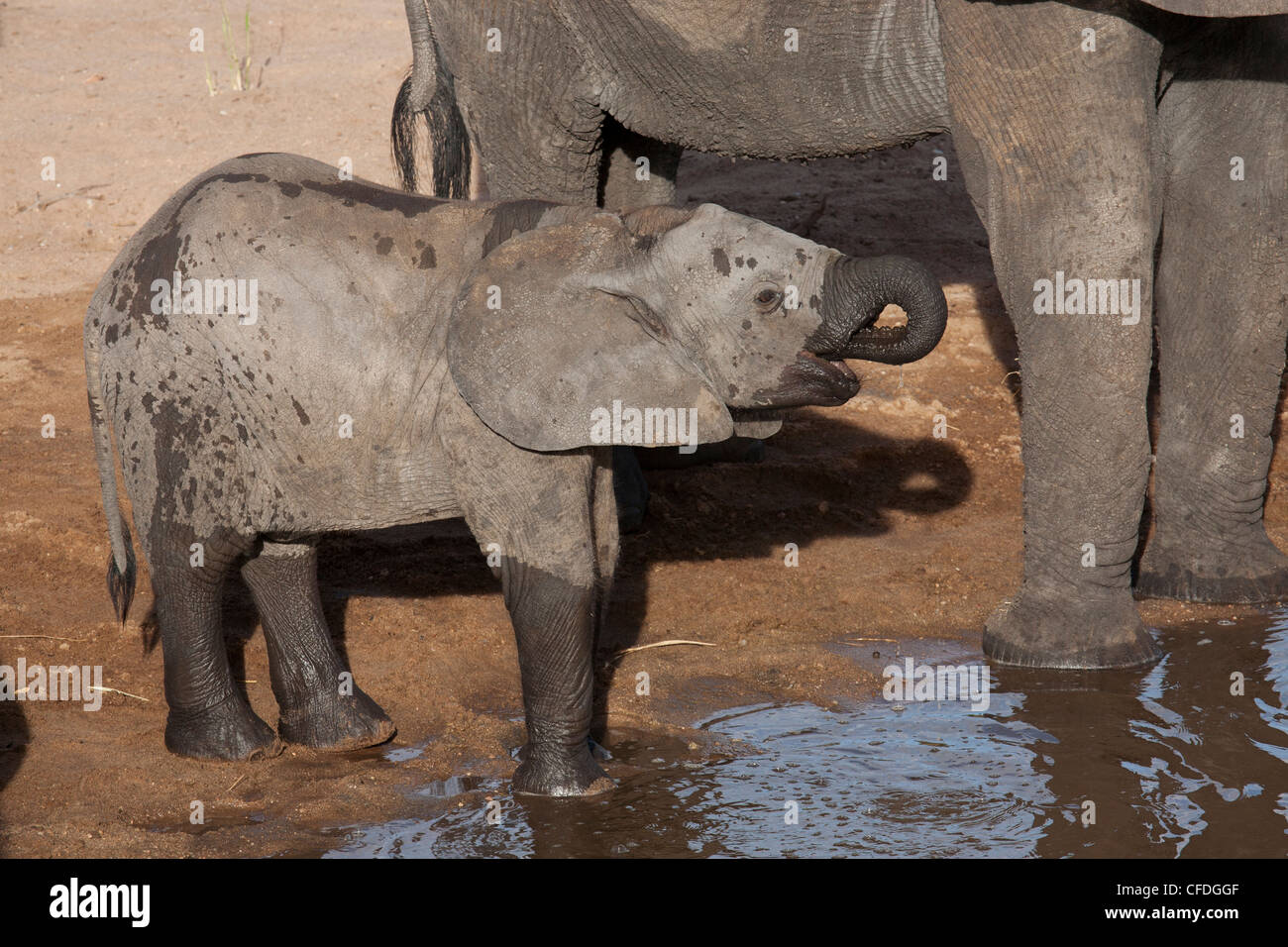 Baby elephant water hires stock photography and images Alamy