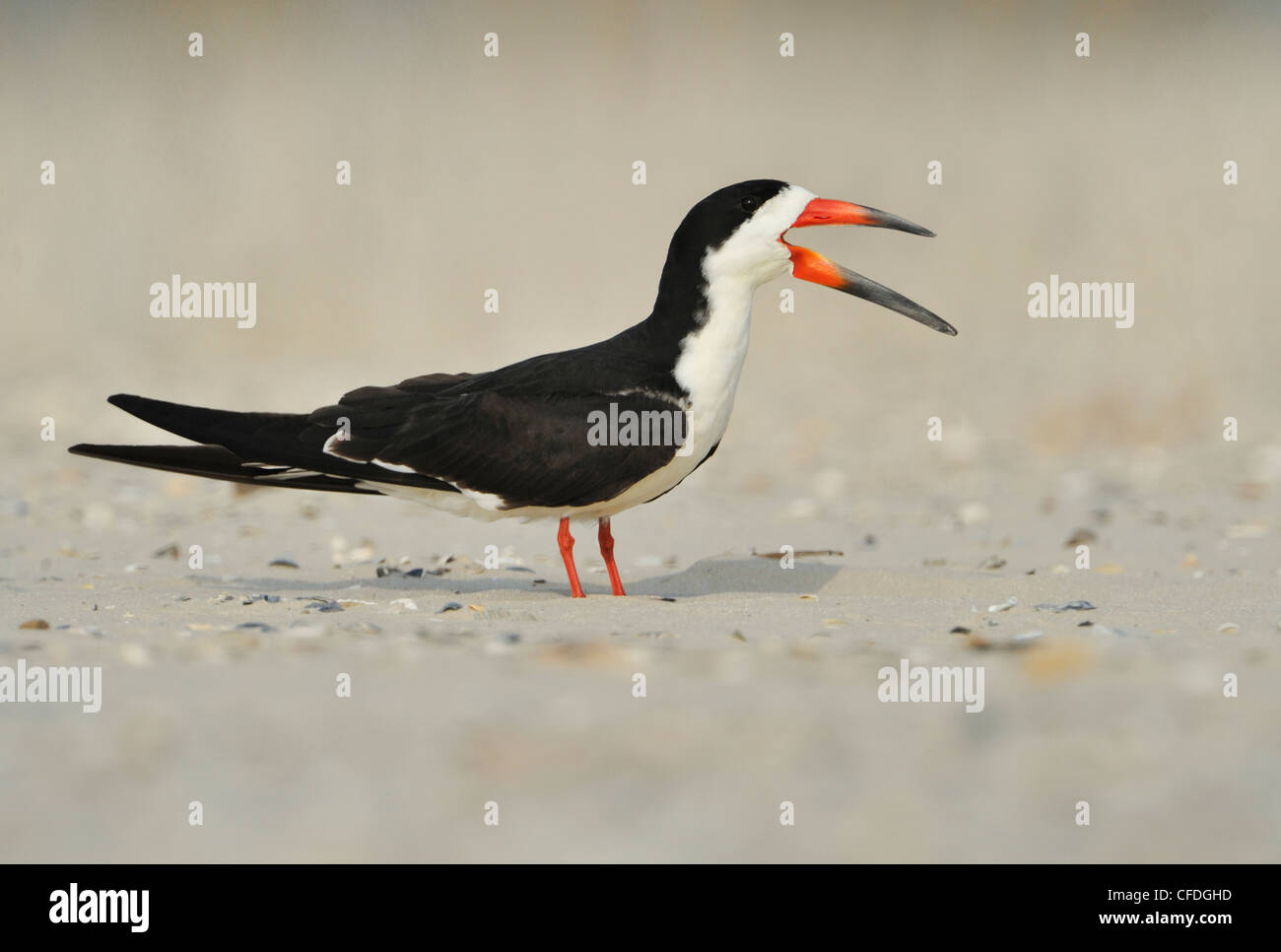 Black Skimmer (Rynchops niger) on beach at South Padre Island, Texas, United States of America Stock Photo