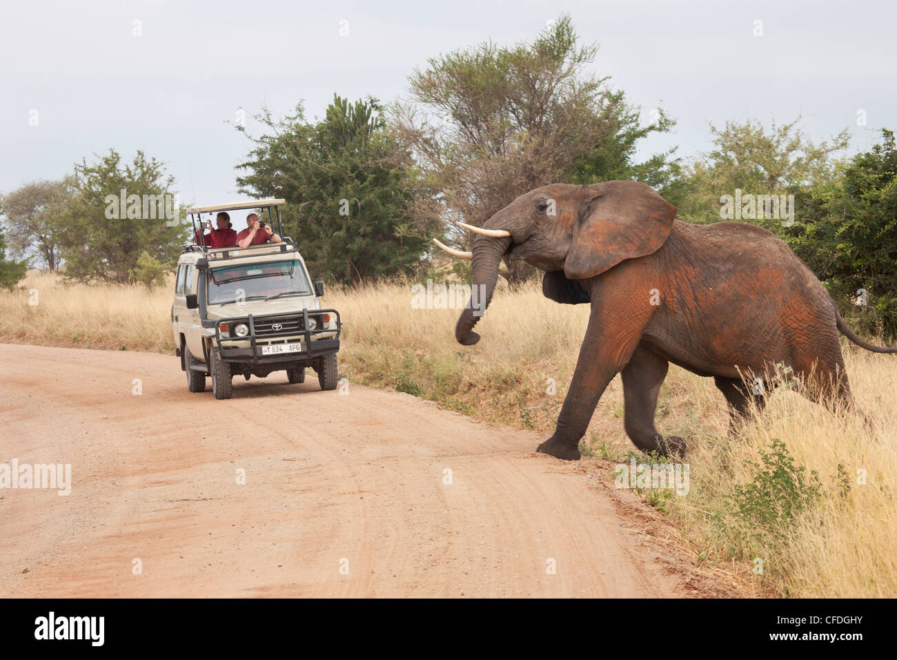 Elephant crossing road infront of jeep with tourists in Tanzania Stock Photo