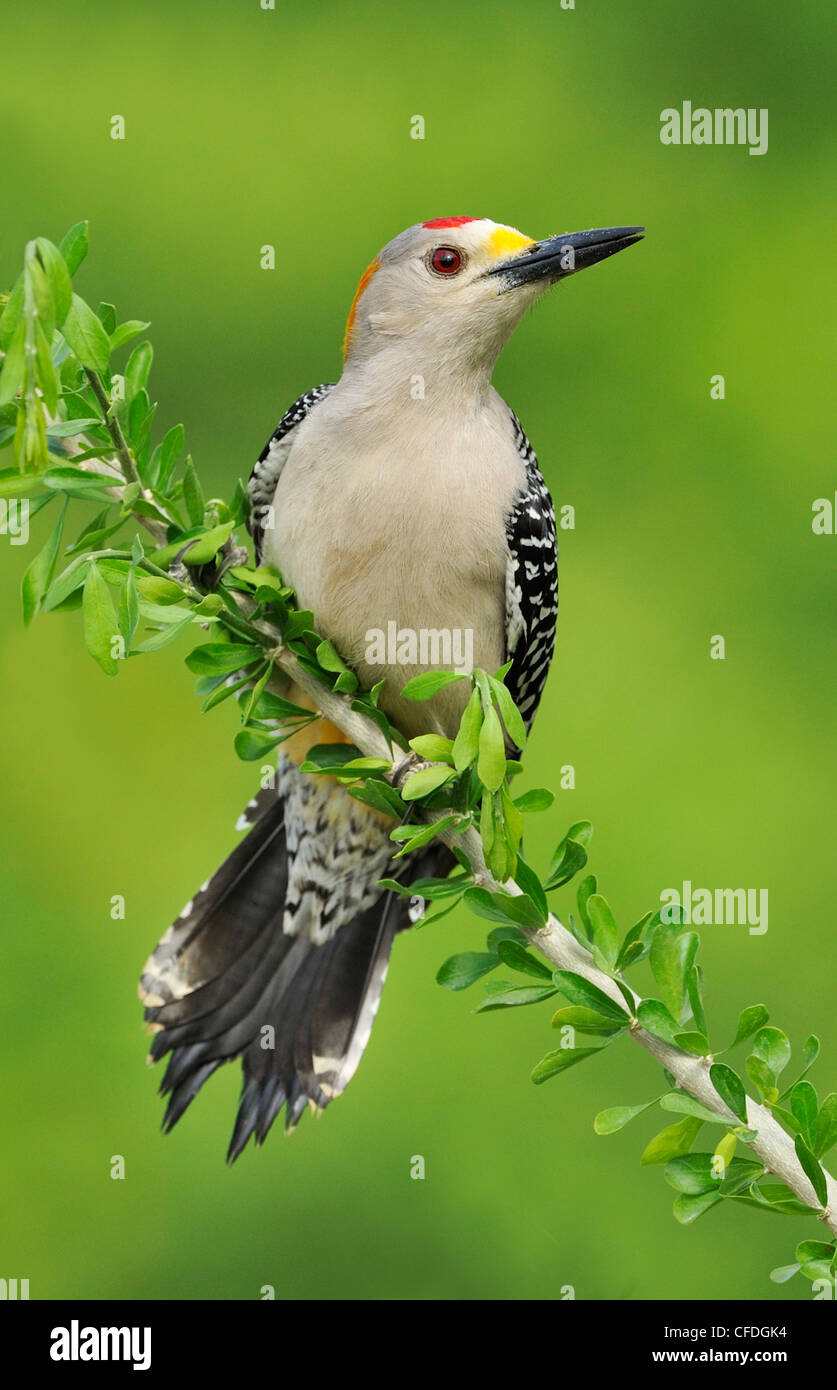 Golden-fronted Woodpecker (Melanerpes aurifrons) - Santa Clara Ranch, Texas, United States of America Stock Photo