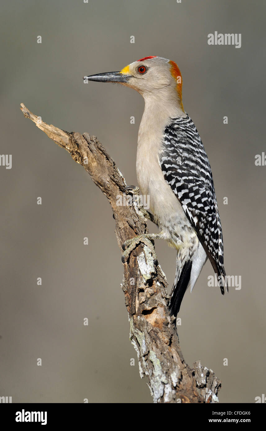 Golden-fronted Woodpecker (Melanerpes aurifrons) - Santa Clara Ranch, Texas, United States of America Stock Photo