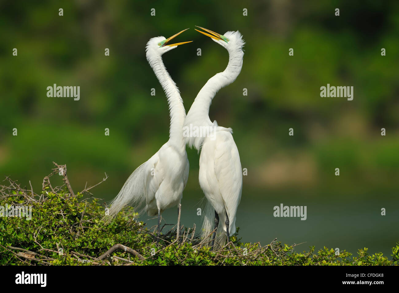 GREAT EGRETS ARDEA ALBA INFORMATION visual data 2