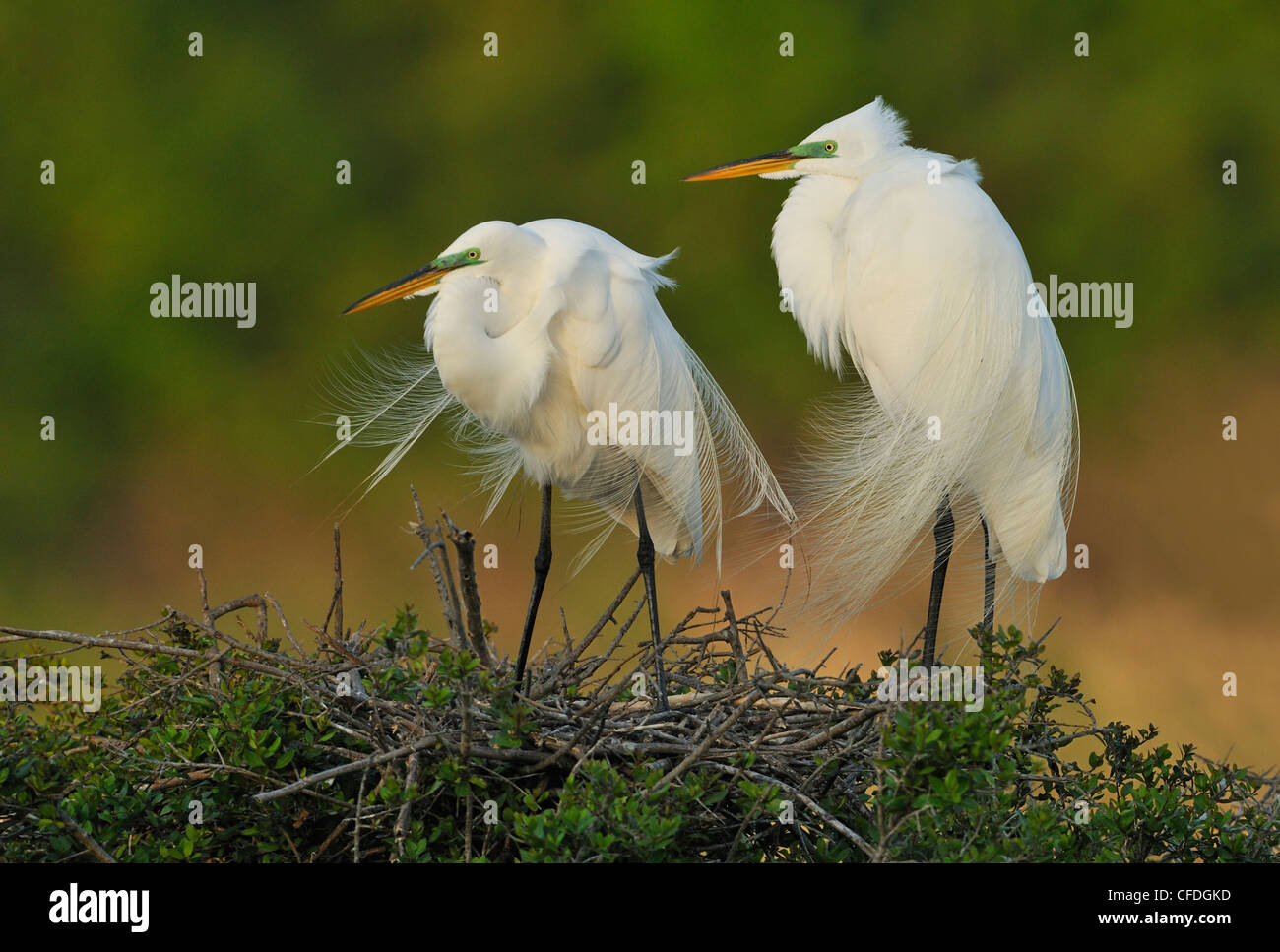 GREAT EGRETS ARDEA ALBA INFORMATION visual data 6