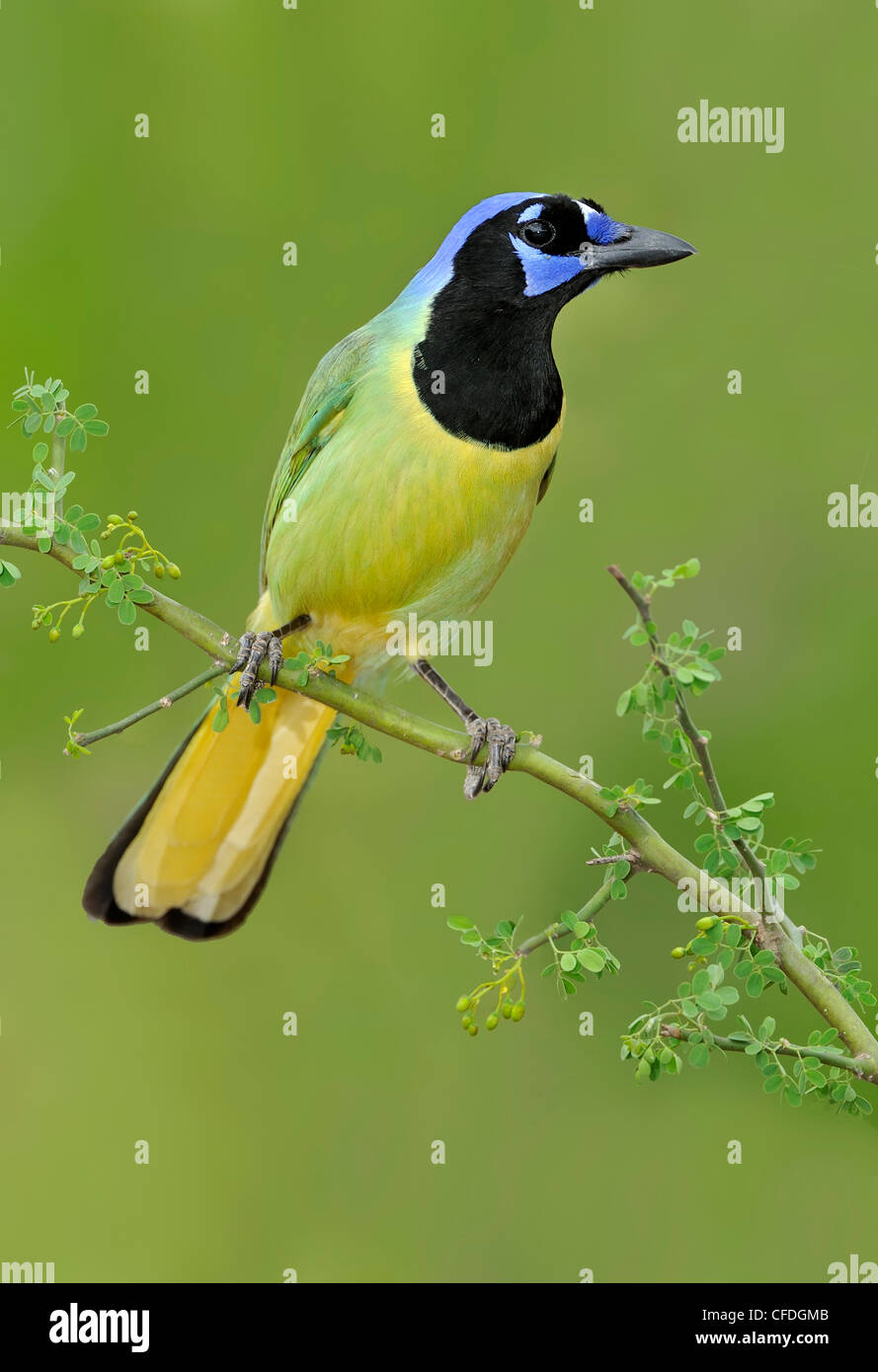 Green Jay (Cyanocorax yncas) Santa Clara Ranch, Texas, United States