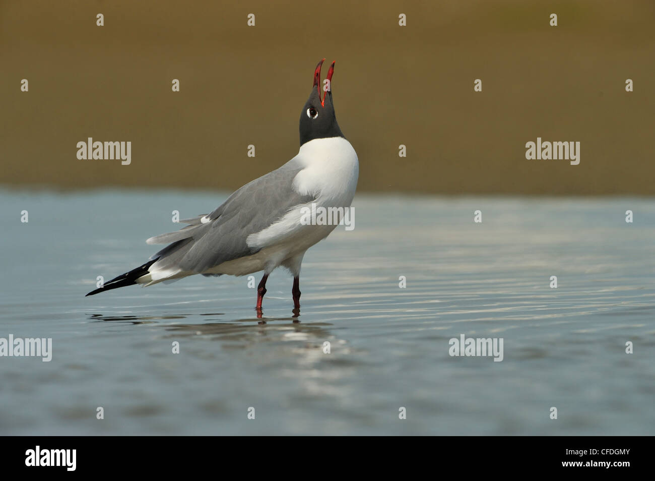 Laughing Gull (Larus atricilla) - South Padre Island, Texas, United States of America Stock Photo