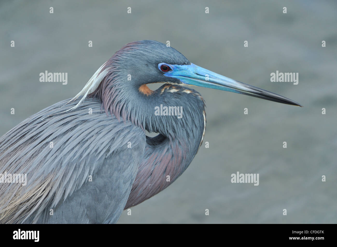 Tricolored Heron (Egretta tricolor) - South Padre Island, Texas, United States of America Stock Photo