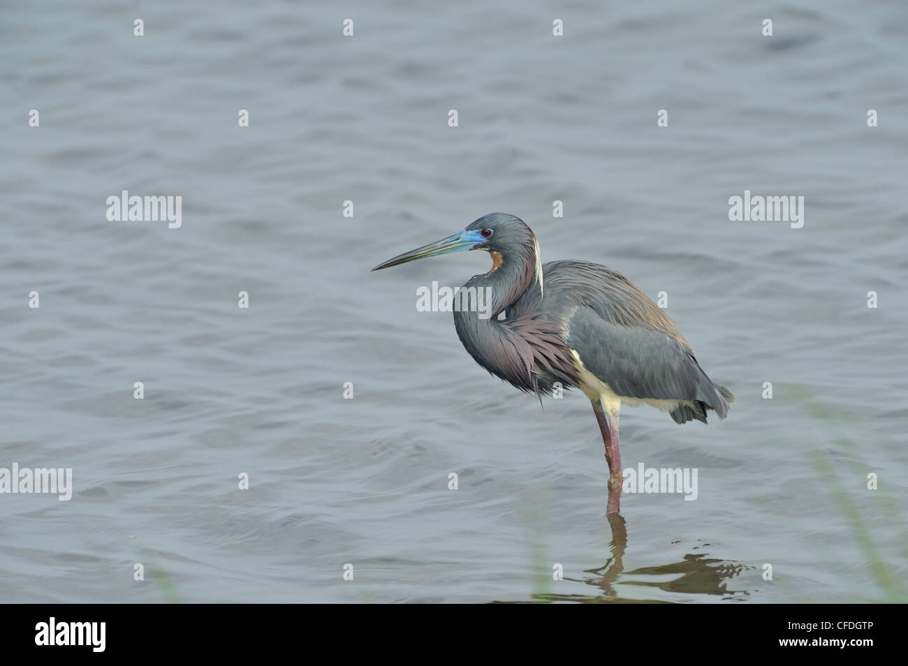 Tricolored Heron (Egretta tricolor) - South Padre Island, Texas, United States of America Stock Photo
