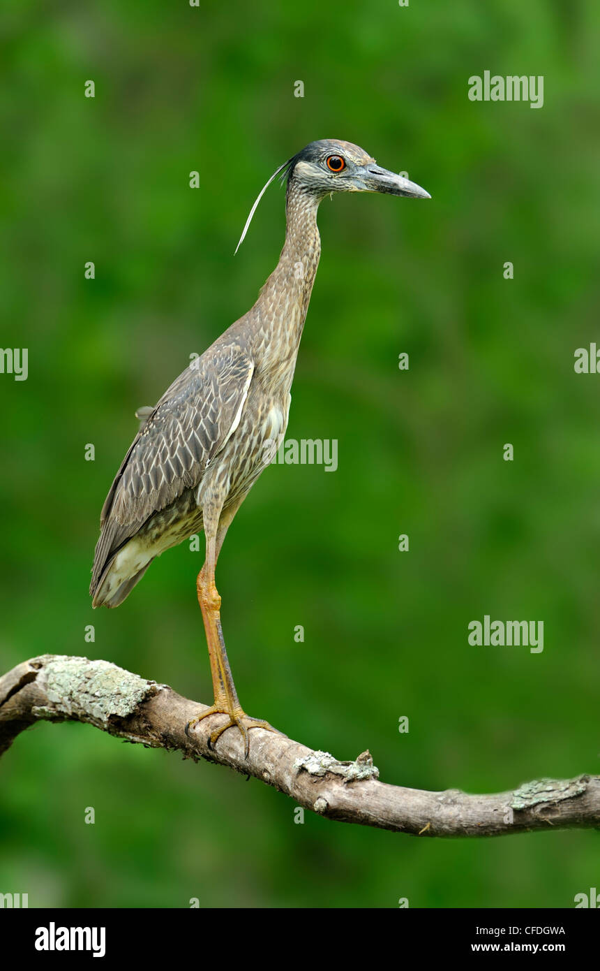 Yellow-crowned Night Heron (Nyctanassa violacea) at Brazos Bend State Park, Texas, United States of America Stock Photo