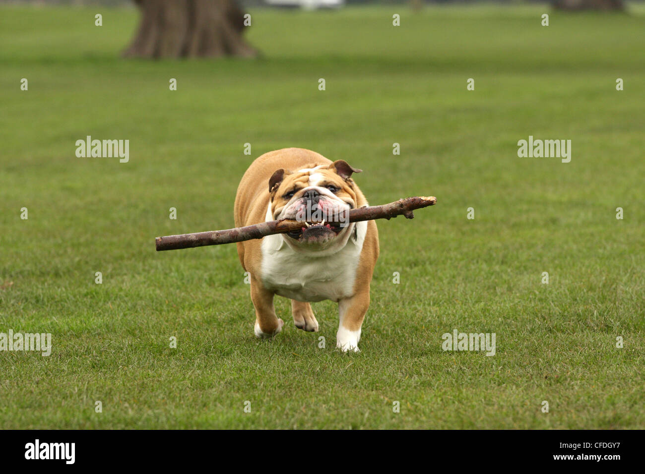 Bulldog with stick Stock Photo