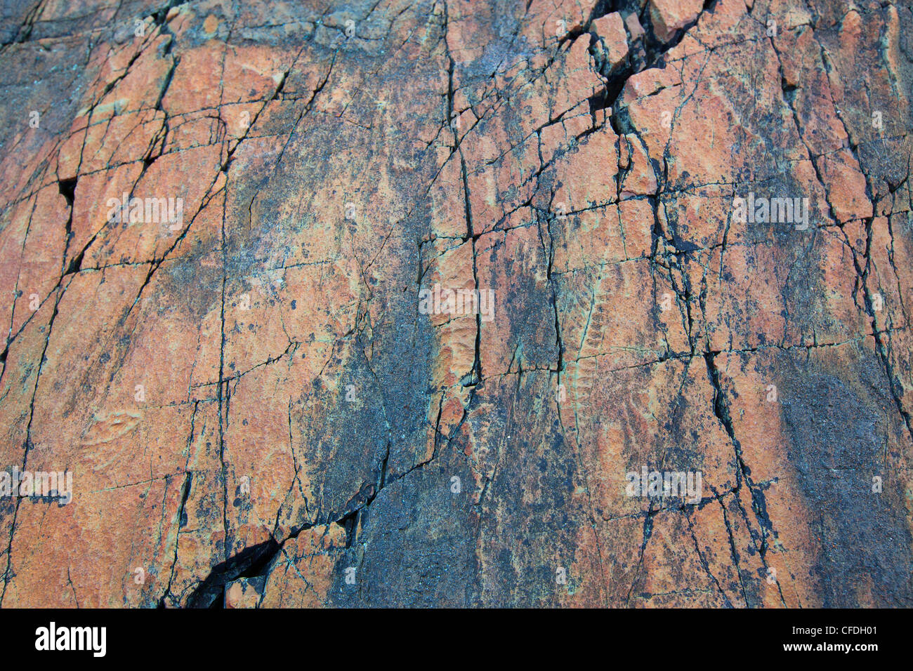 Fossils, Mistaken Point Ecological Reserve, Avalon Peninsula, Newfoundland and Labrador, Canada Stock Photo