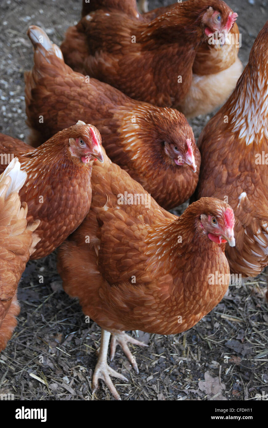 Rhode island red chickens hires stock photography and images Alamy