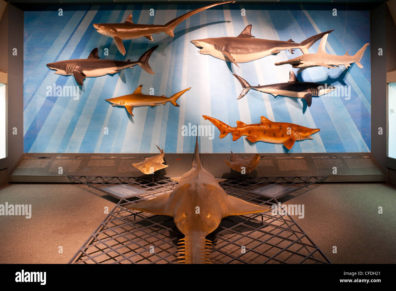 Senckenberg-Museum, with of the wall with sharks and a sawfisch, Pristis microdon, Frankfurt am Main, Hesse, Germany, Europe Stock Photo