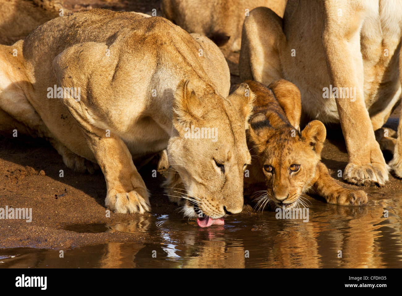 Lioness and cub drinking in Tarangire Reserve in Tanzania Stock Photo
