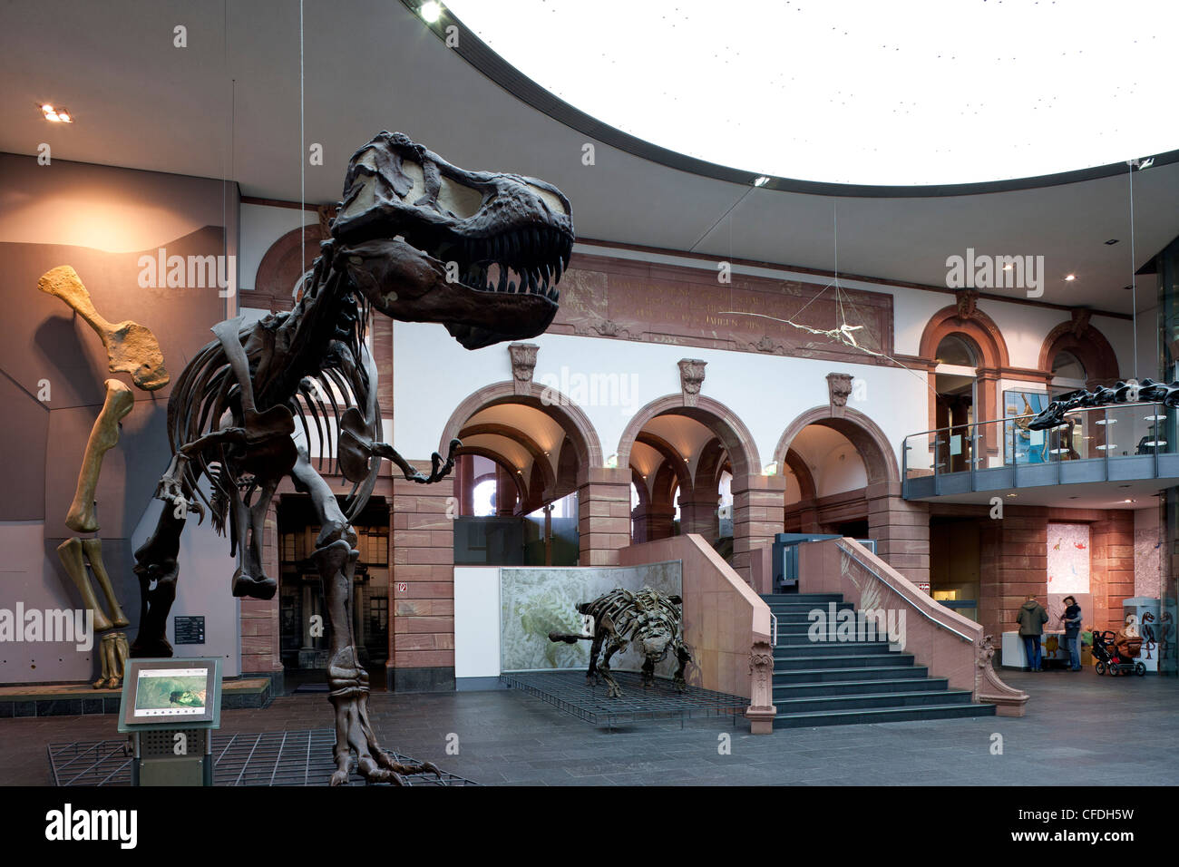 SenckenbergMuseum, view of into the the dinosaur hall, Frankfurt am Main, Hesse, Germany