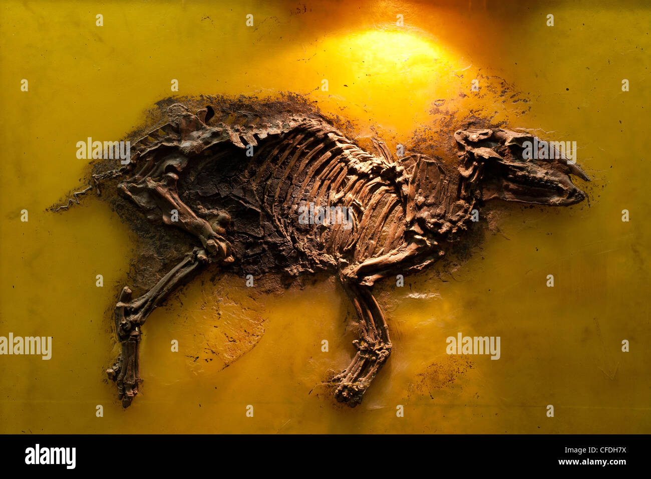 Senckenberg-Museum, prehistoric horse, Propalaeotherium, Frankfurt am Main, Hesse, Germany, Europe Stock Photo