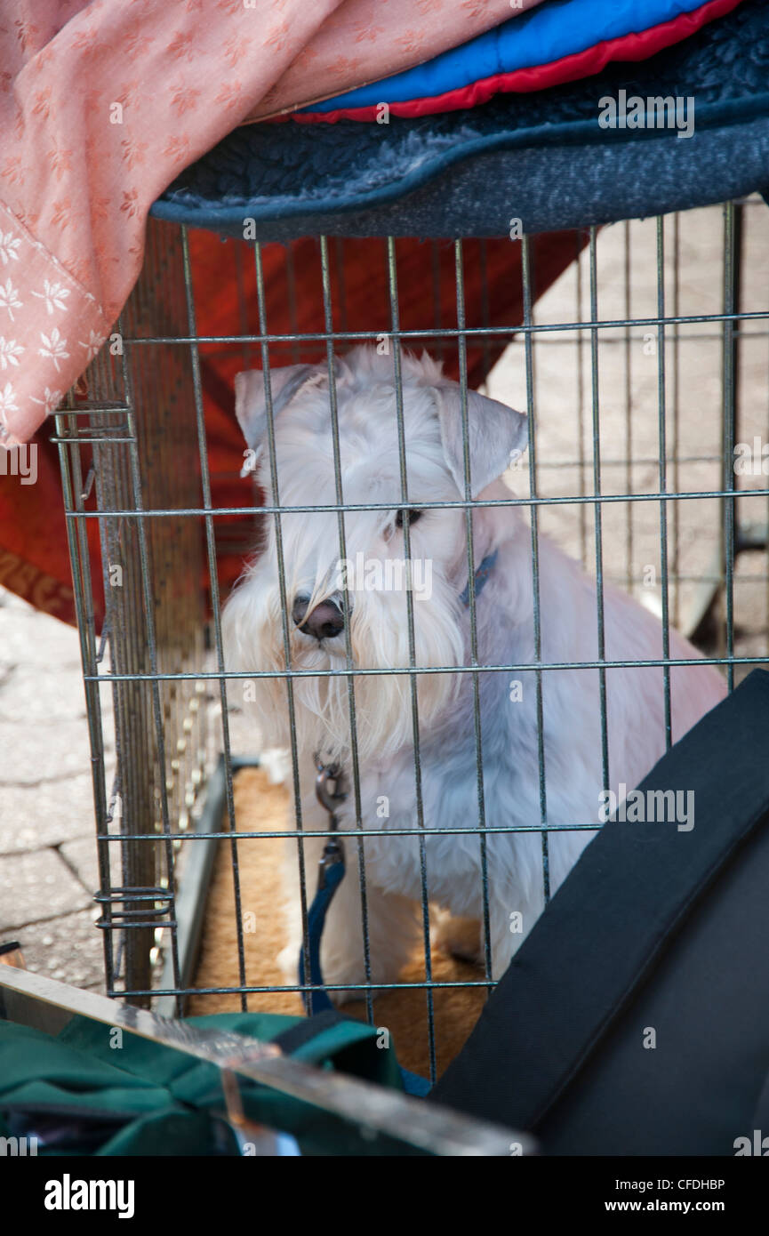 Crufts dog show 2012 Stock Photo