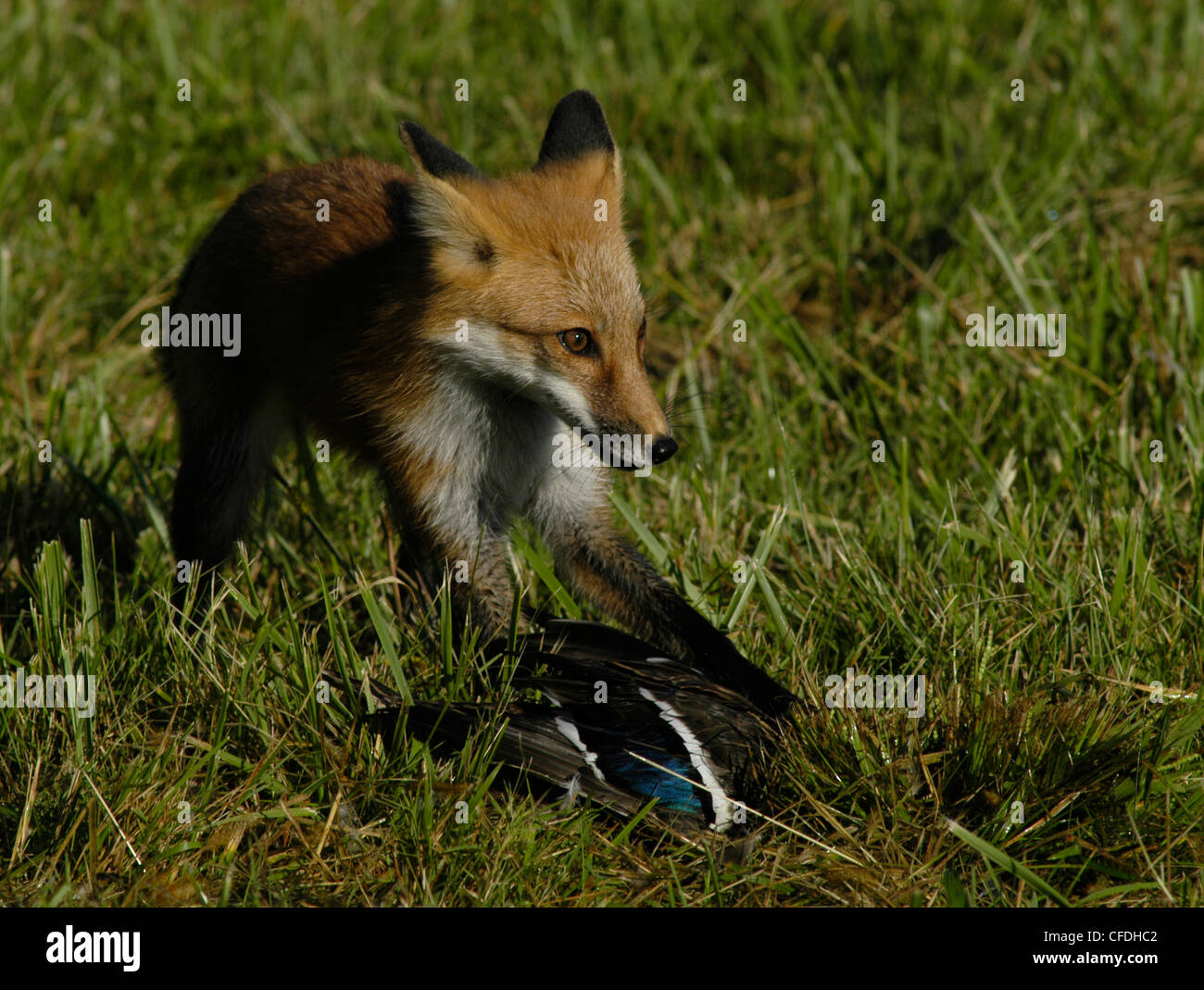 The fox and duck hires stock photography and images Alamy