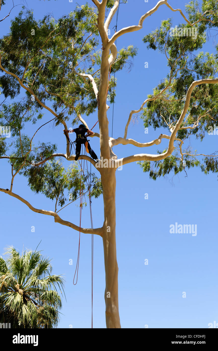 Woman arborist, or arboriculturist, in Lemon Scented Gum (Corymbia citriodora), King's Park, Perth, Western Australia Stock Photo