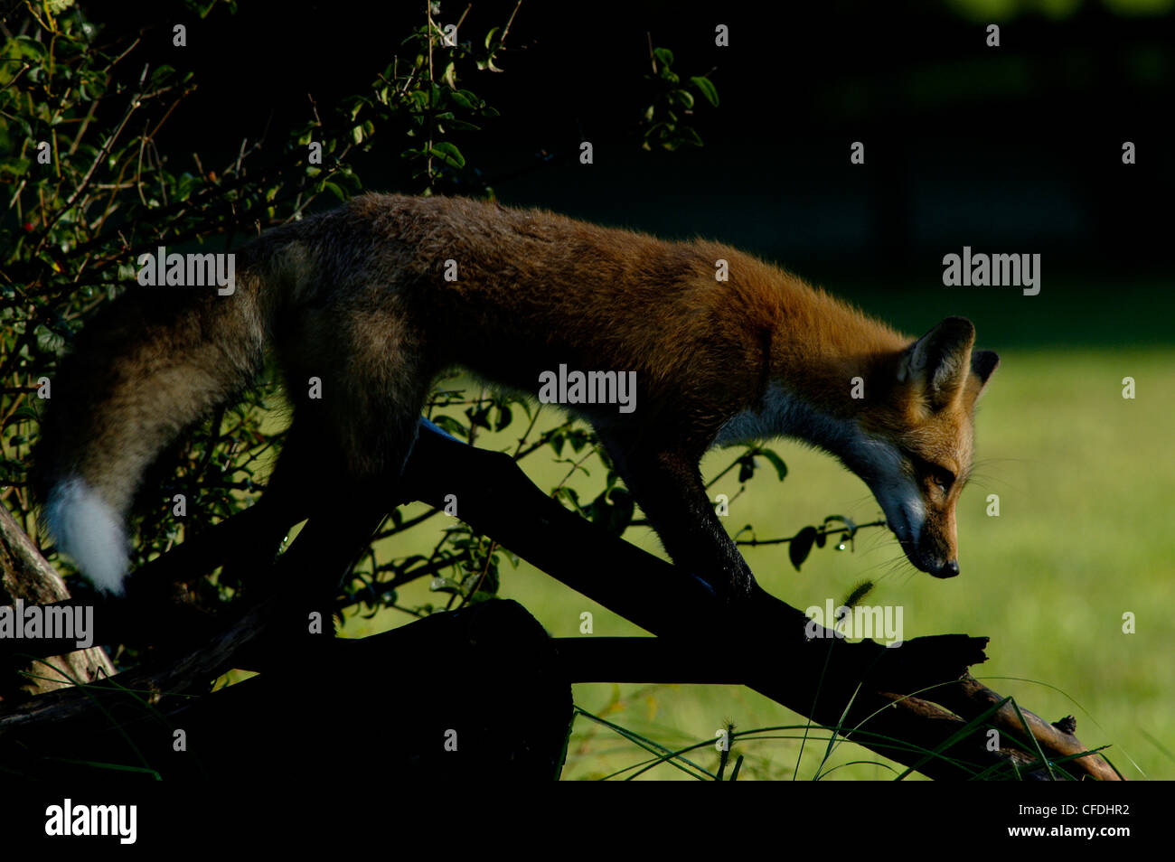 red fox climbing tree Ohio Stock Photo Alamy