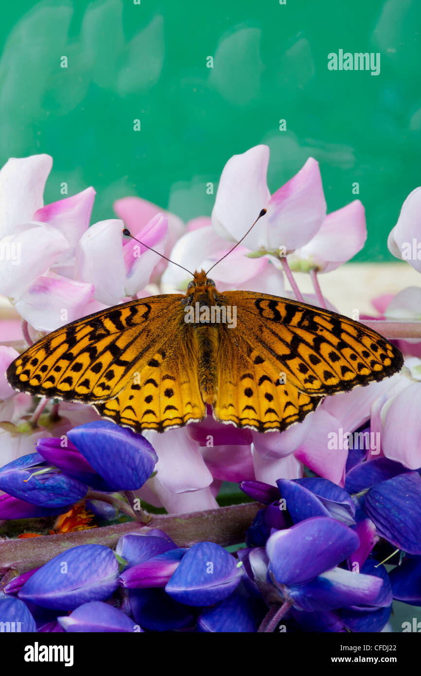 Black fritillary hires stock photography and images Alamy