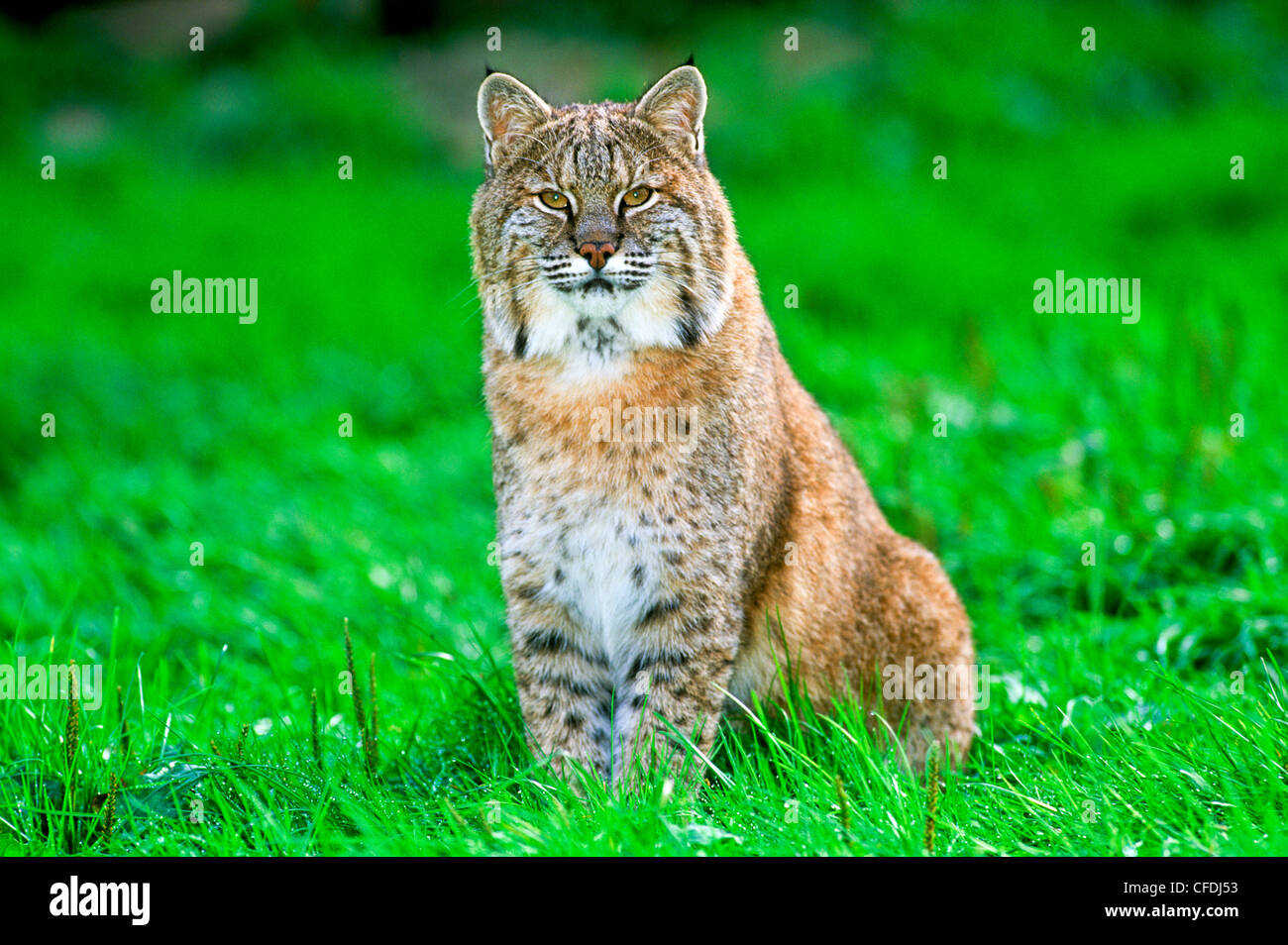Bobcat, (Felis rufus) Stock Photo
