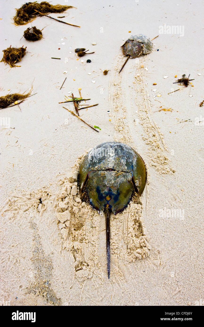 Horseshoe Crab Laying Eggs