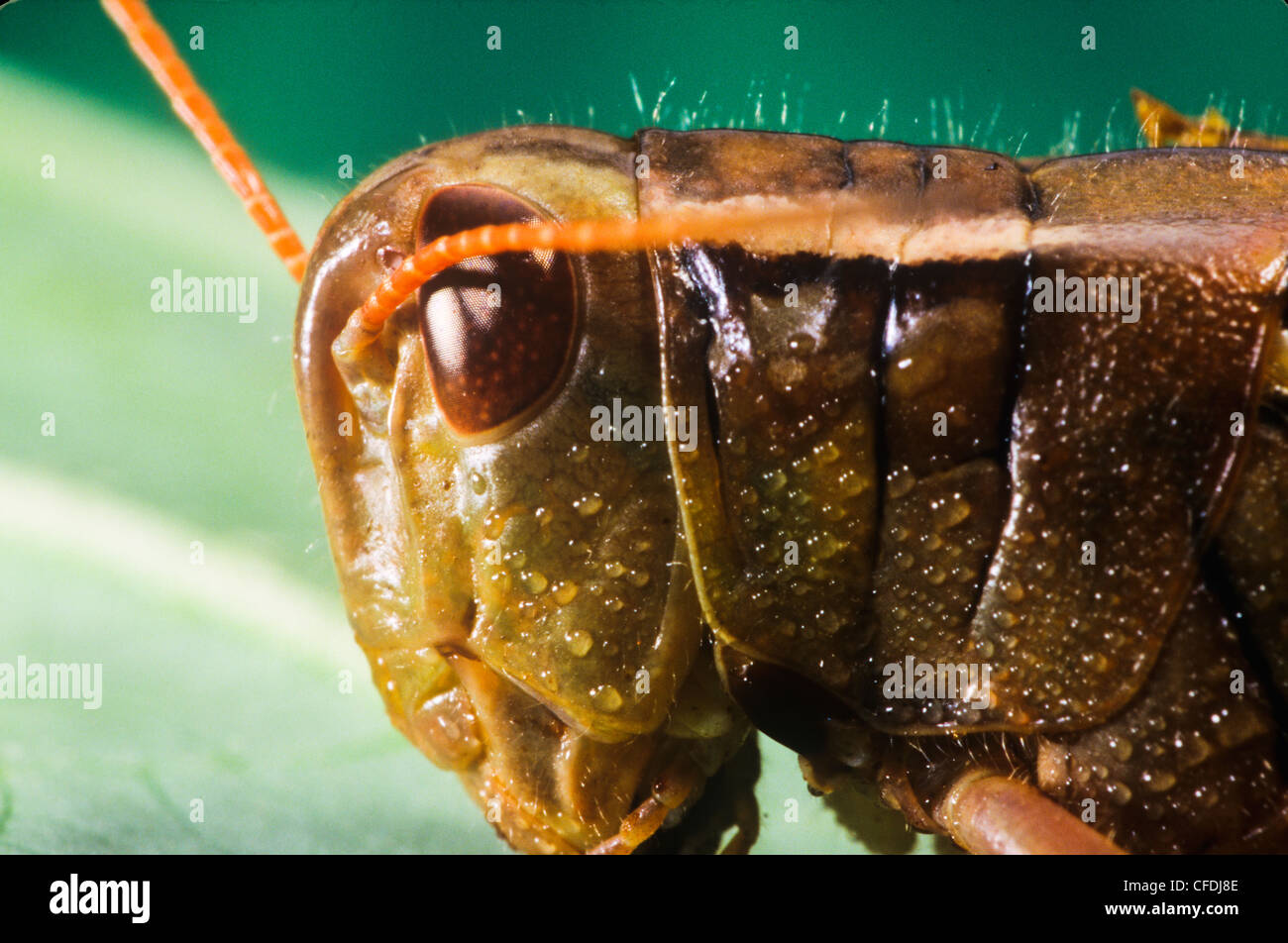 Differential (Melanoplus differentialis Stock Photo Alamy