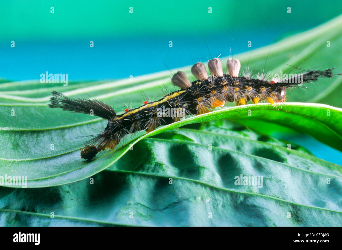 White-marked Tussock Moth larva, (Orgyia leucostigma), caterpillar Stock Photo