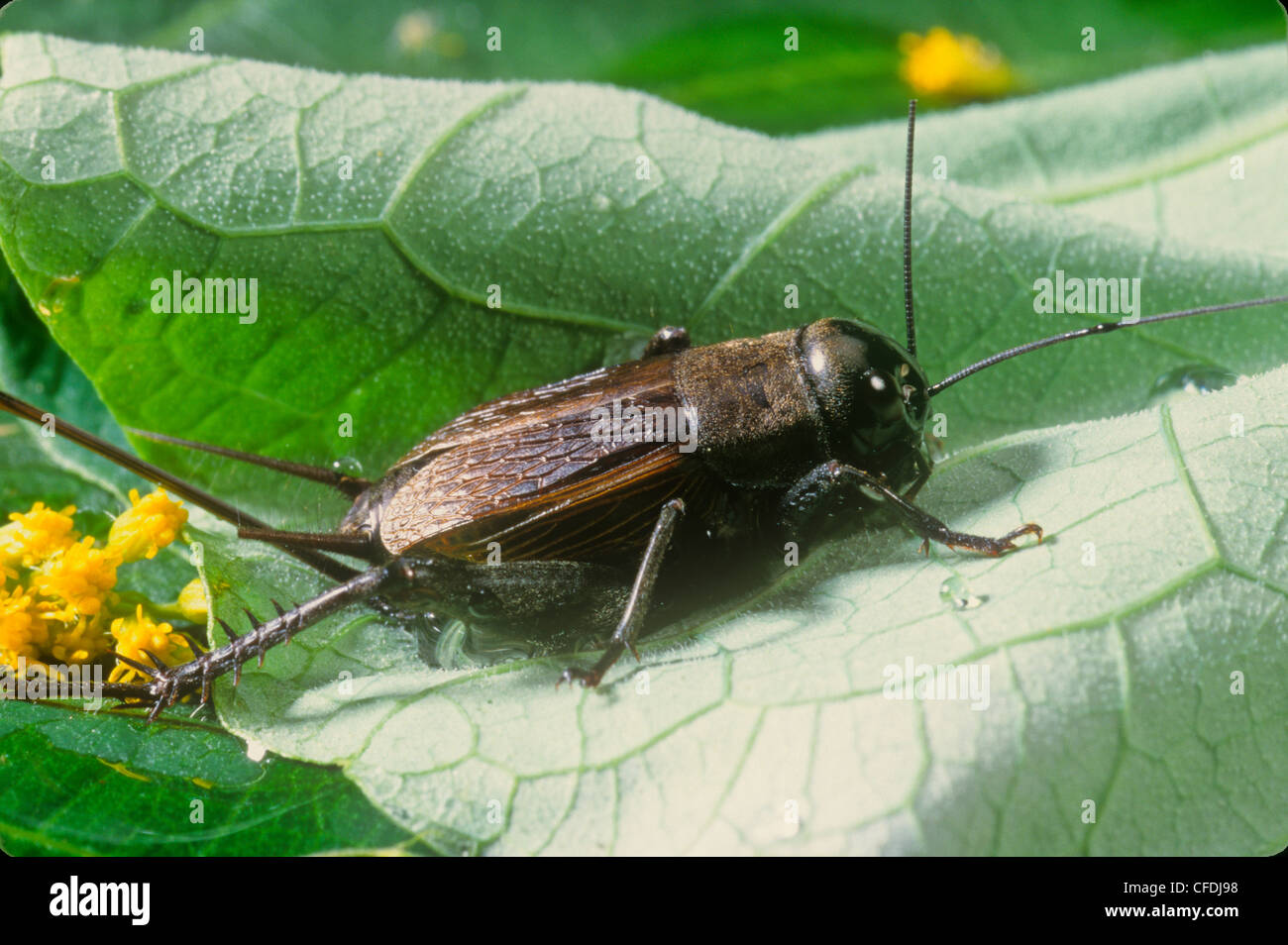 Field Cricket, (Gryllus pennsylvanicus) Stock Photo