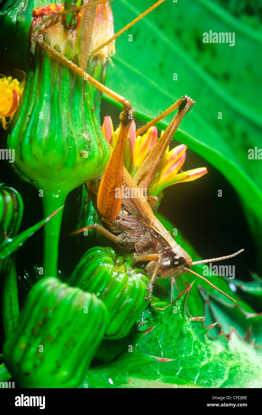 Differential (Melanoplus differentialis Stock Photo Alamy