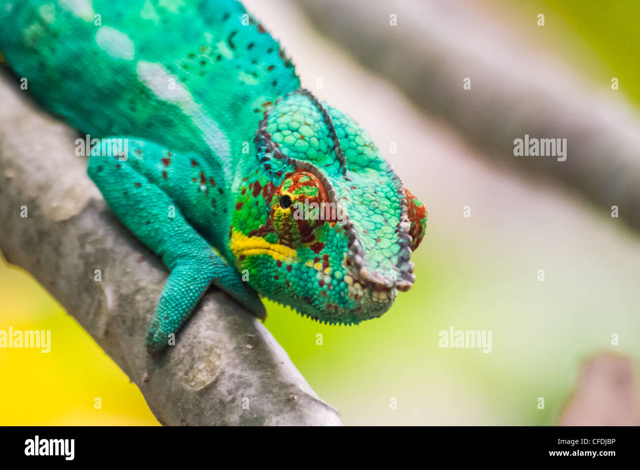 Panther chameleon, endemic reptile of Madagascar Stock Photo