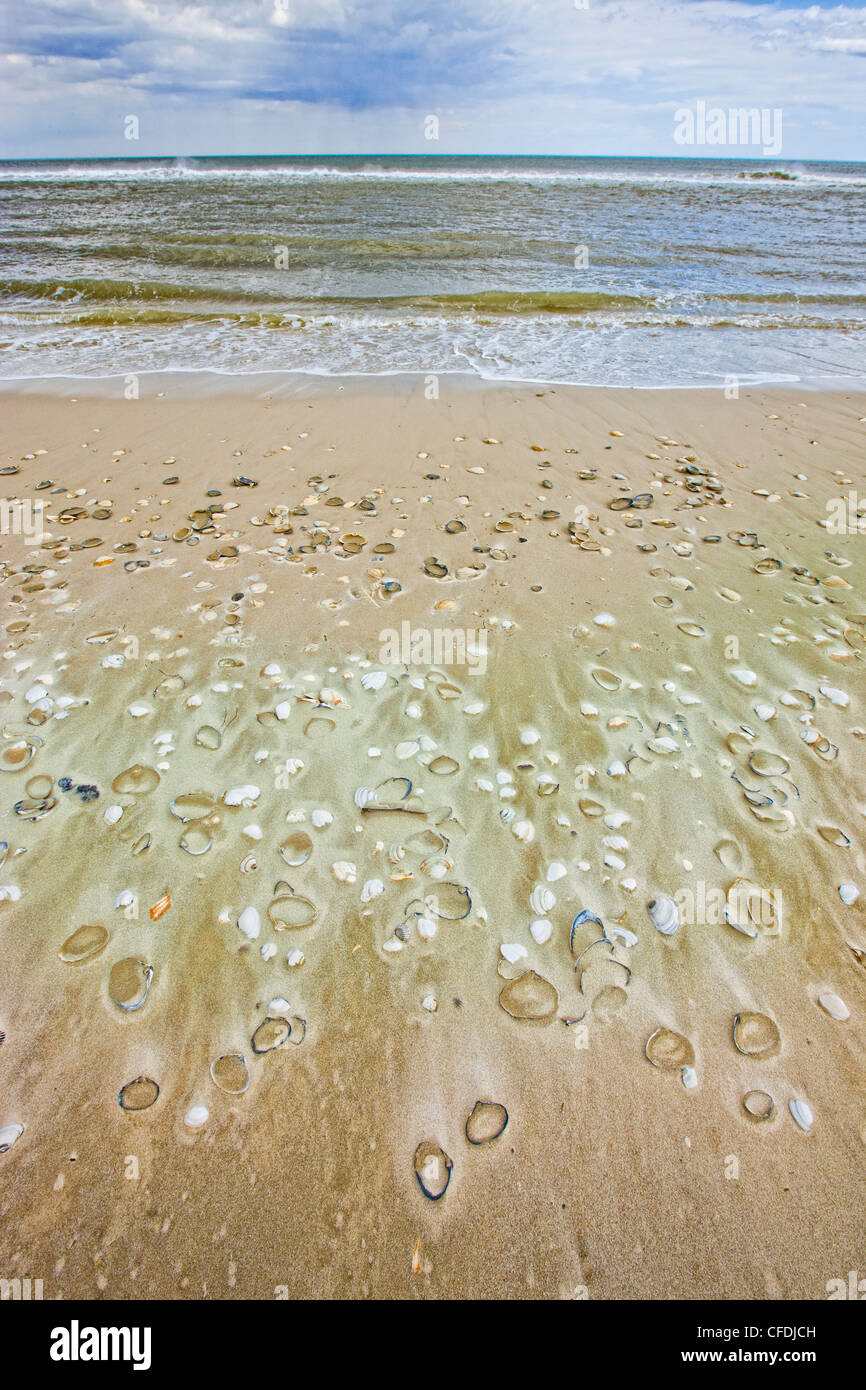 Clams, cockles and Bay Scallop shells on Beach, Island Beach State Park