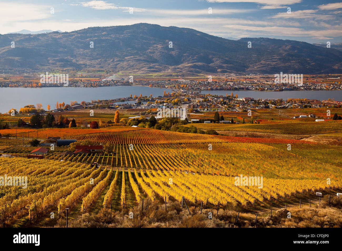 Vineyard Near Osoyoos Okanagan Valley British Columbia Canada Stock Photo Alamy