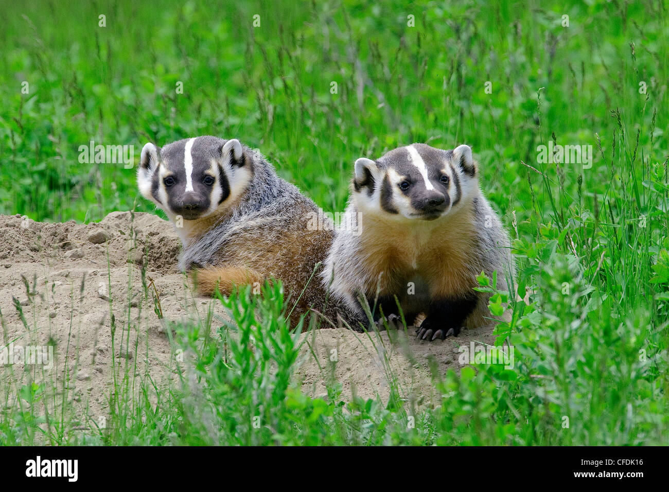 American badger kits (Taxidea taxus) at their natal burrow, central British Columbia, Canada Stock Photo