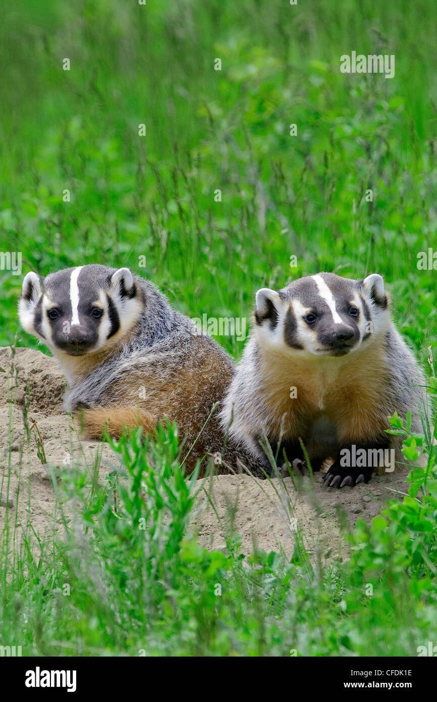 American badger kits (Taxidea taxus) at their natal burrow, central British Columbia, Canada Stock Photo