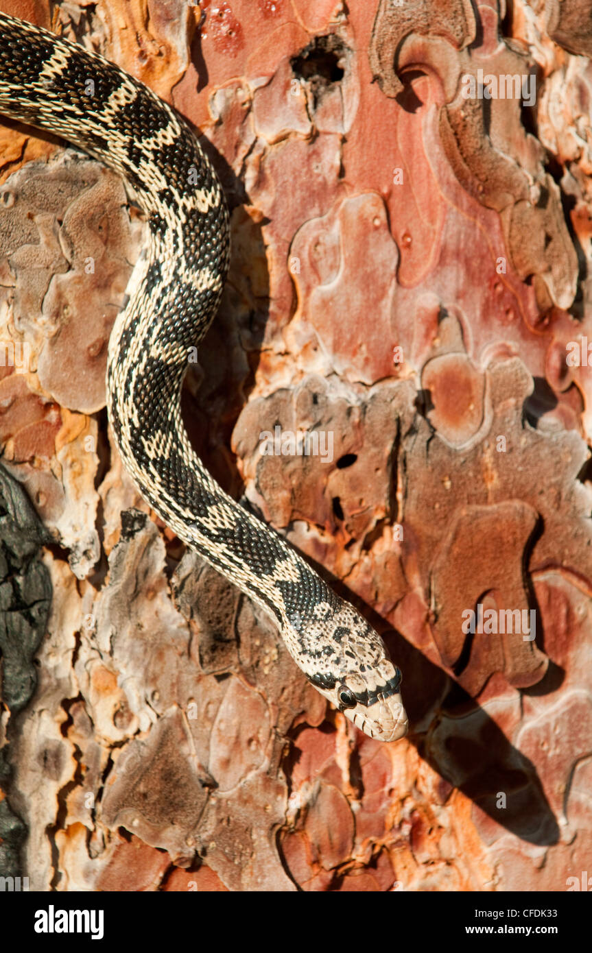 Gopher snake Pituophis catenifer hunting Stock Photo