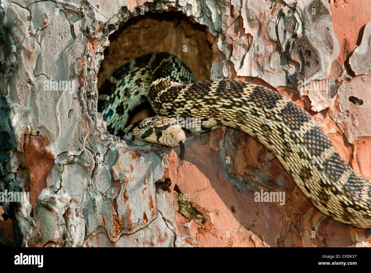 Gopher snake Pituophis catenifer hunting Stock Photo