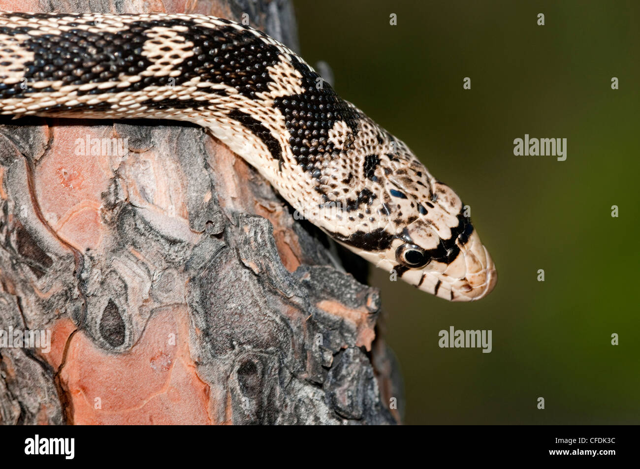 Gopher snake Pituophis catenifer hunting Stock Photo