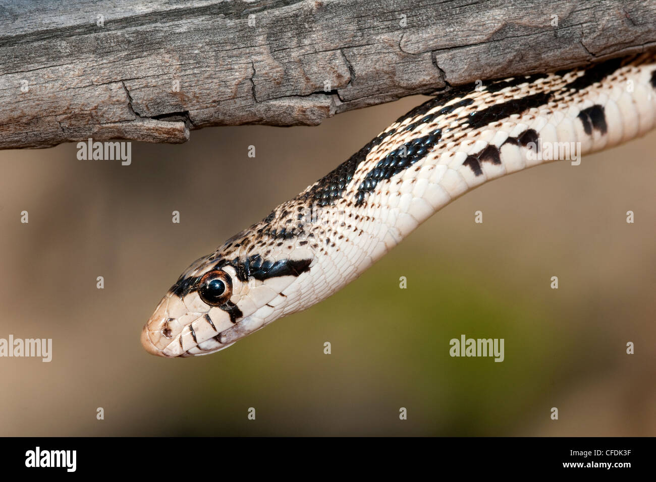 Gopher snake Pituophis catenifer hunting Stock Photo