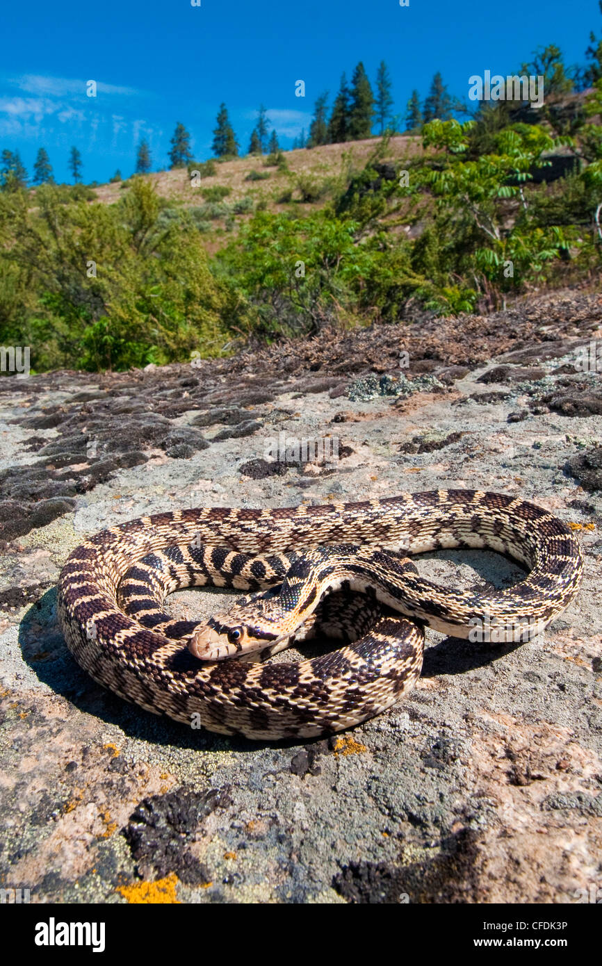Gopher snake (Pituophis catenifer) basking, Okanagan Valley, southern British Columbia, Canada Stock Photo