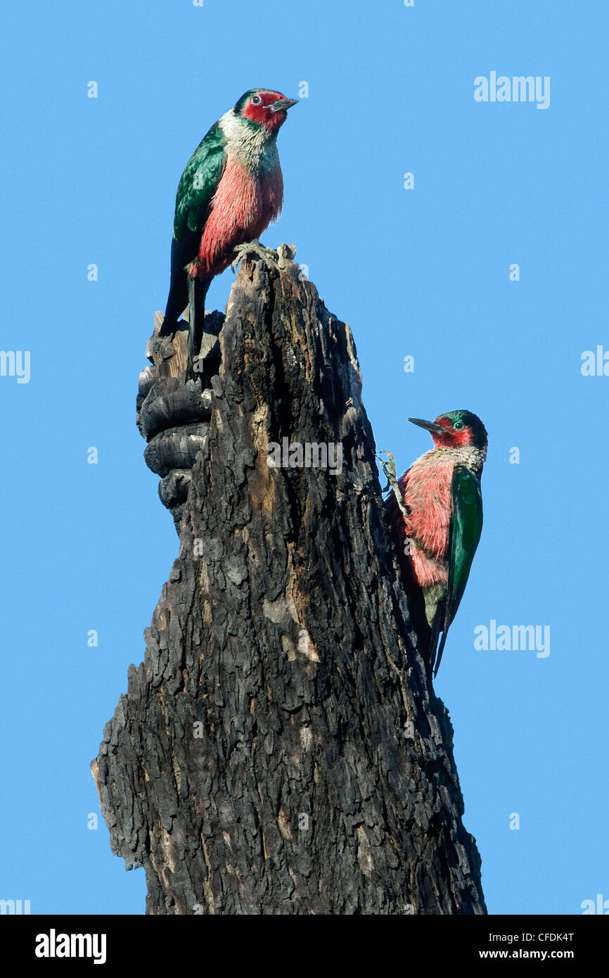 Lewis's woodpeckers (Melanerpes lewis), Okanagan Valley, southern Britsih Columbia, Canada Stock Photo