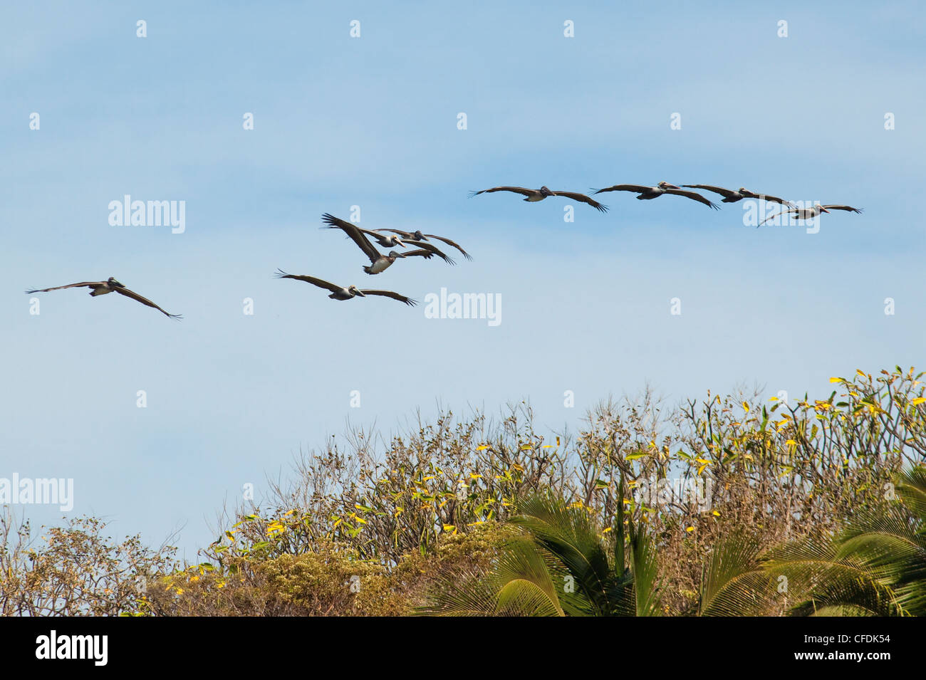 Brown pelicans (Pelecanus occidentalis),over Playa Guiones beach, Nicoya Peninsula, Guanacaste Province, Costa Rica Stock Photo
