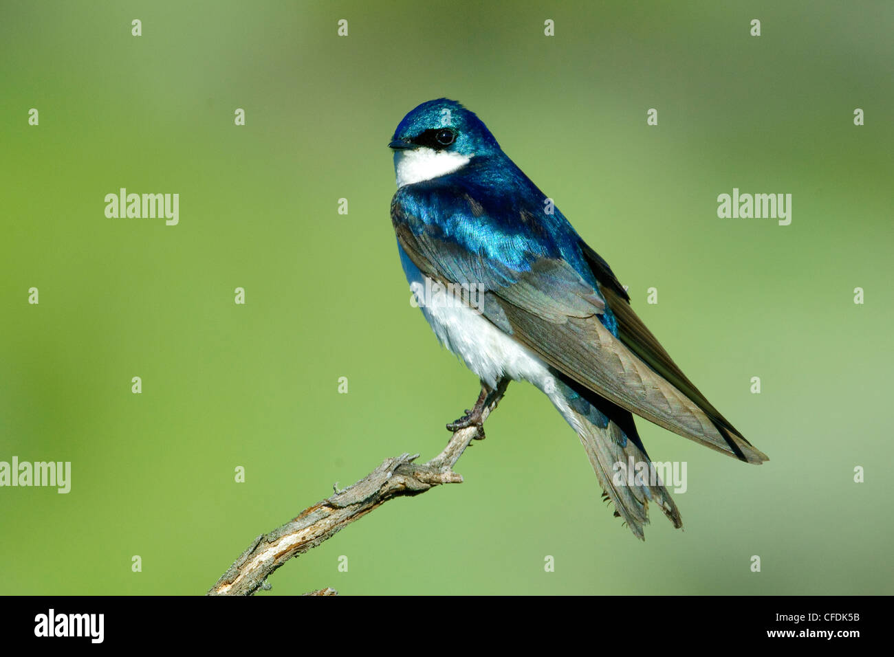 Male tree swallow (Tachycineta bicolor), Okanagan Valley, southern British Columbia, Canada Stock Photo