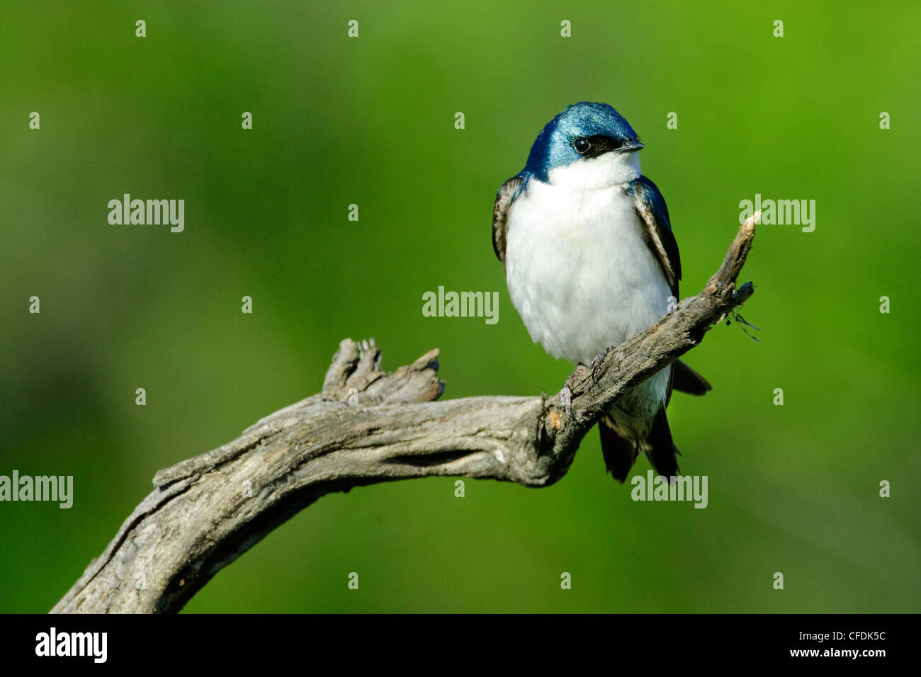 Male tree swallow (Tachycineta bicolor), Okanagan Valley, southern British Columbia, Canada Stock Photo