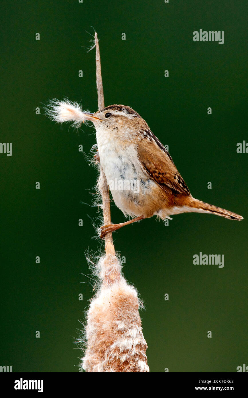 Male marsh wren (Cistothorus palustris) gathering nesting material, Okanagan Valley, southern British Columbia, Canada Stock Photo