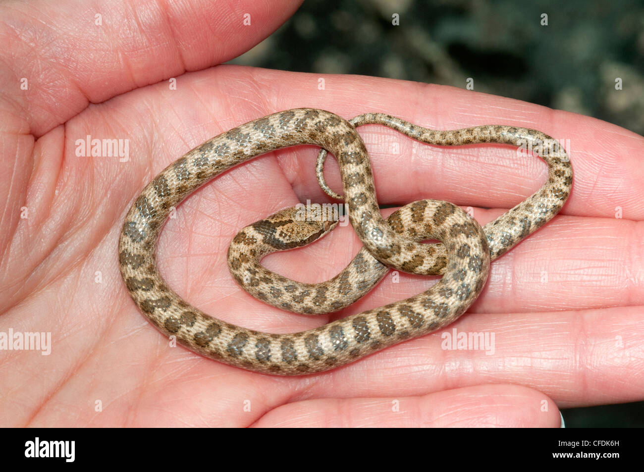 Night snake (Hypsiglena torquata), Okanagan Valley, southern British
