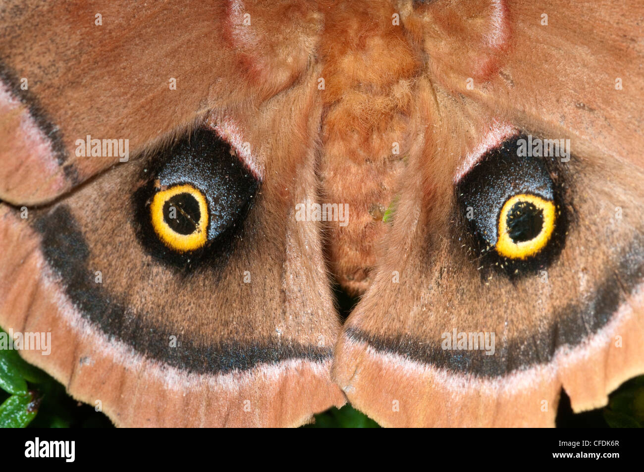 Polyphemus moth Antheraepolyphemus female resting Stock Photo