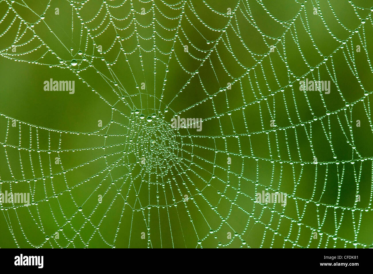 Dew-coated orb spider web, Okanagan Valley, southern British Columbia, Canada Stock Photo